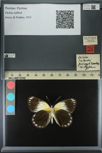 Media type: image;   Entomology 192046